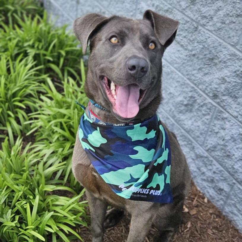 Yoshi, a Adoptable mixed breed in Chesapeake, VA image 2/2