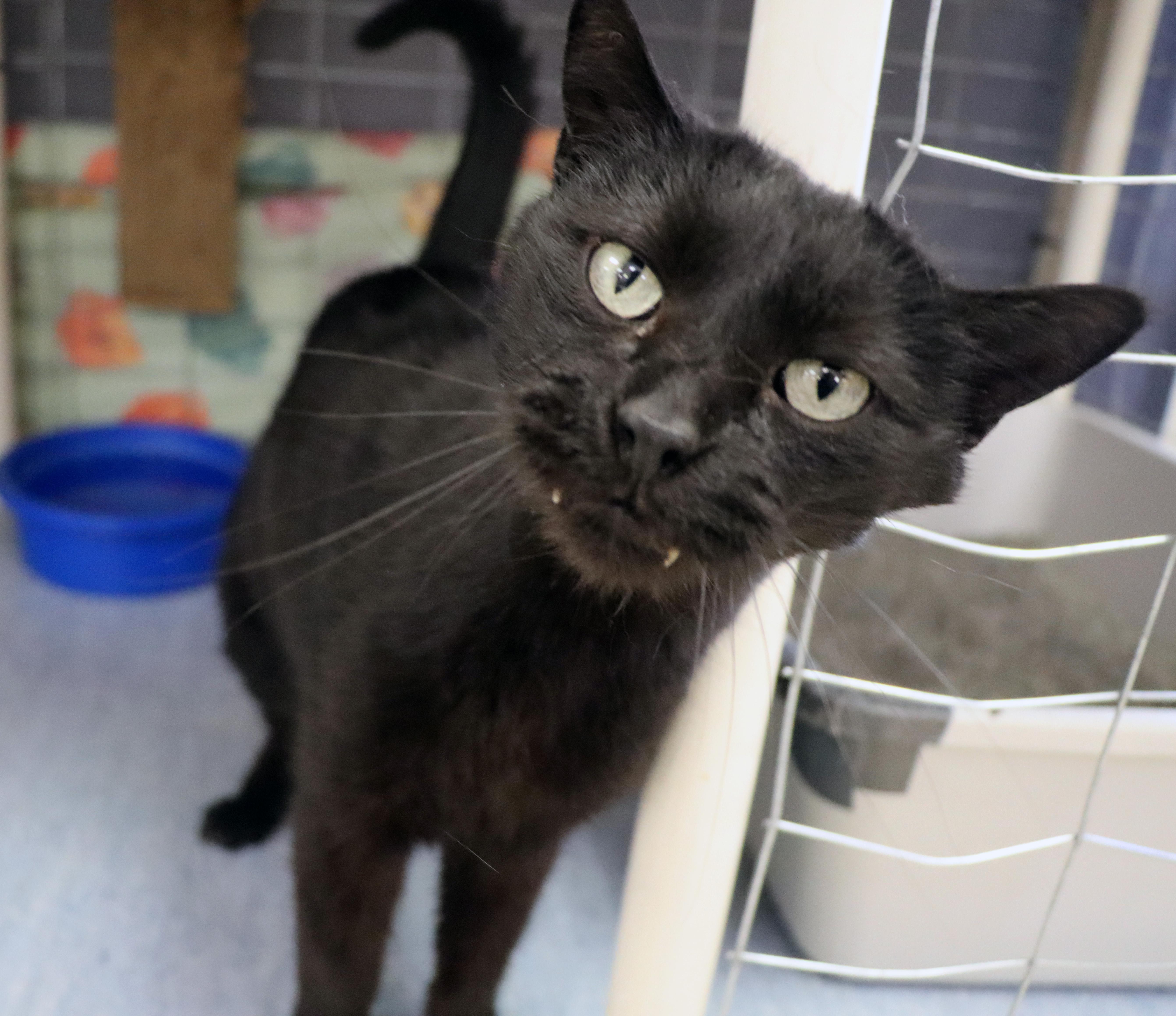Enlarge Midnight, an adoptable Domestic Short Hair in House Springs, MO image 1/1