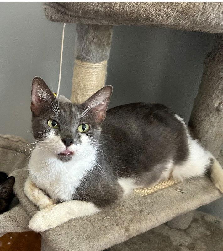 Millie C Hill, a Adoptable Domestic Medium Hair in Saunderstown, RI image 1/3