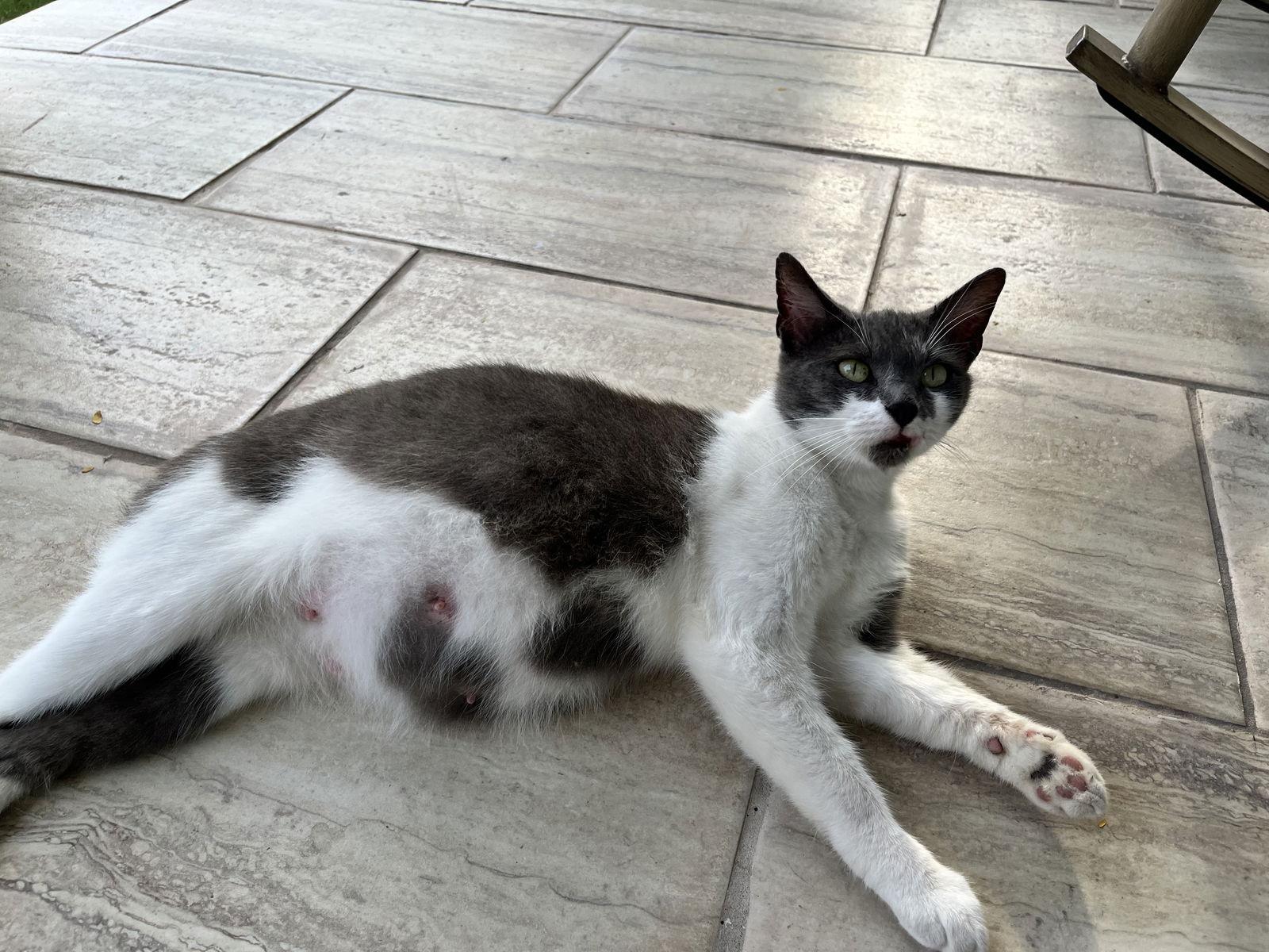 Millie C Hill, a Adoptable Domestic Medium Hair in Saunderstown, RI image 2/3