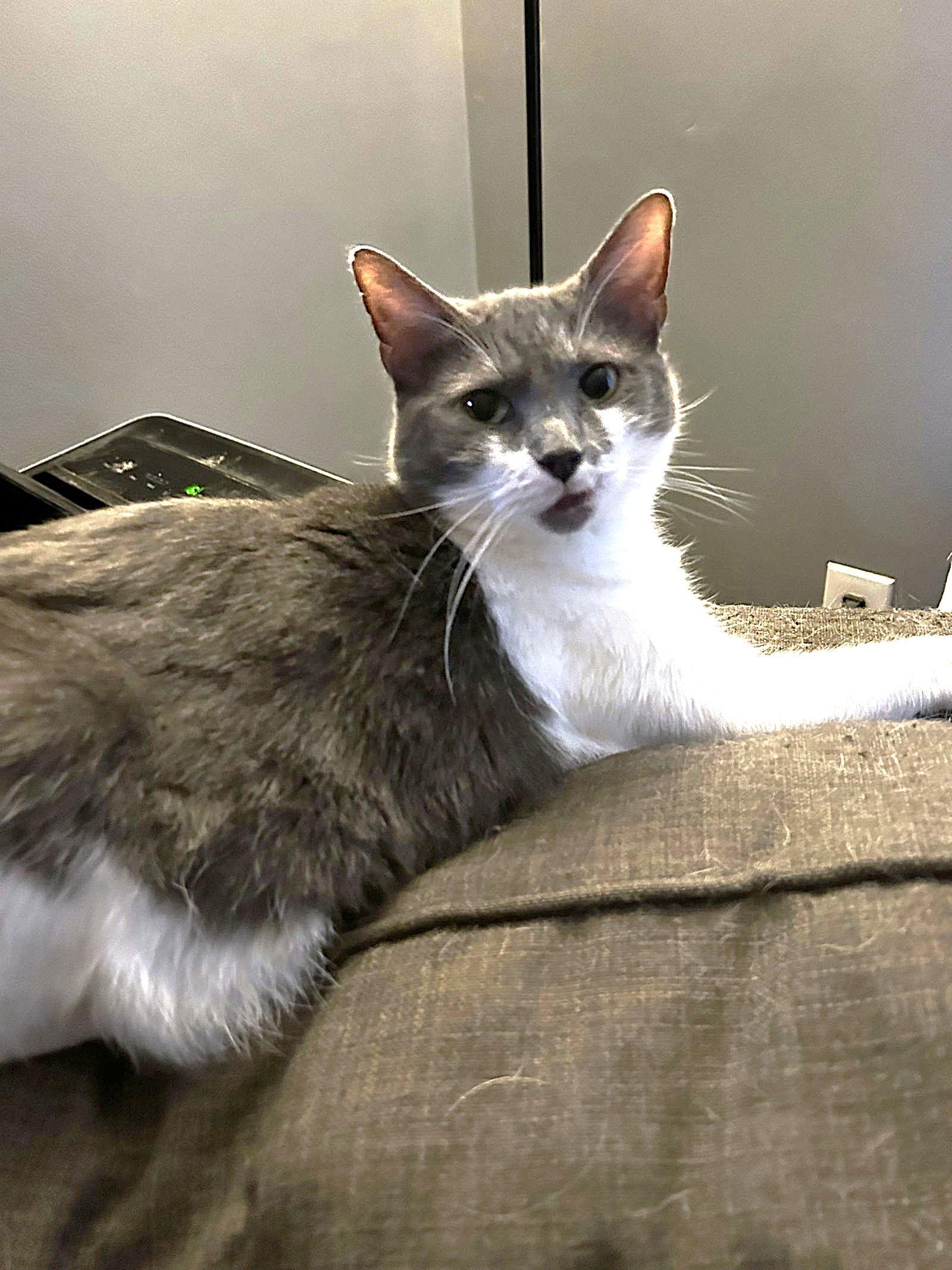 Millie C Hill, a Adoptable Domestic Medium Hair in Saunderstown, RI image 3/3