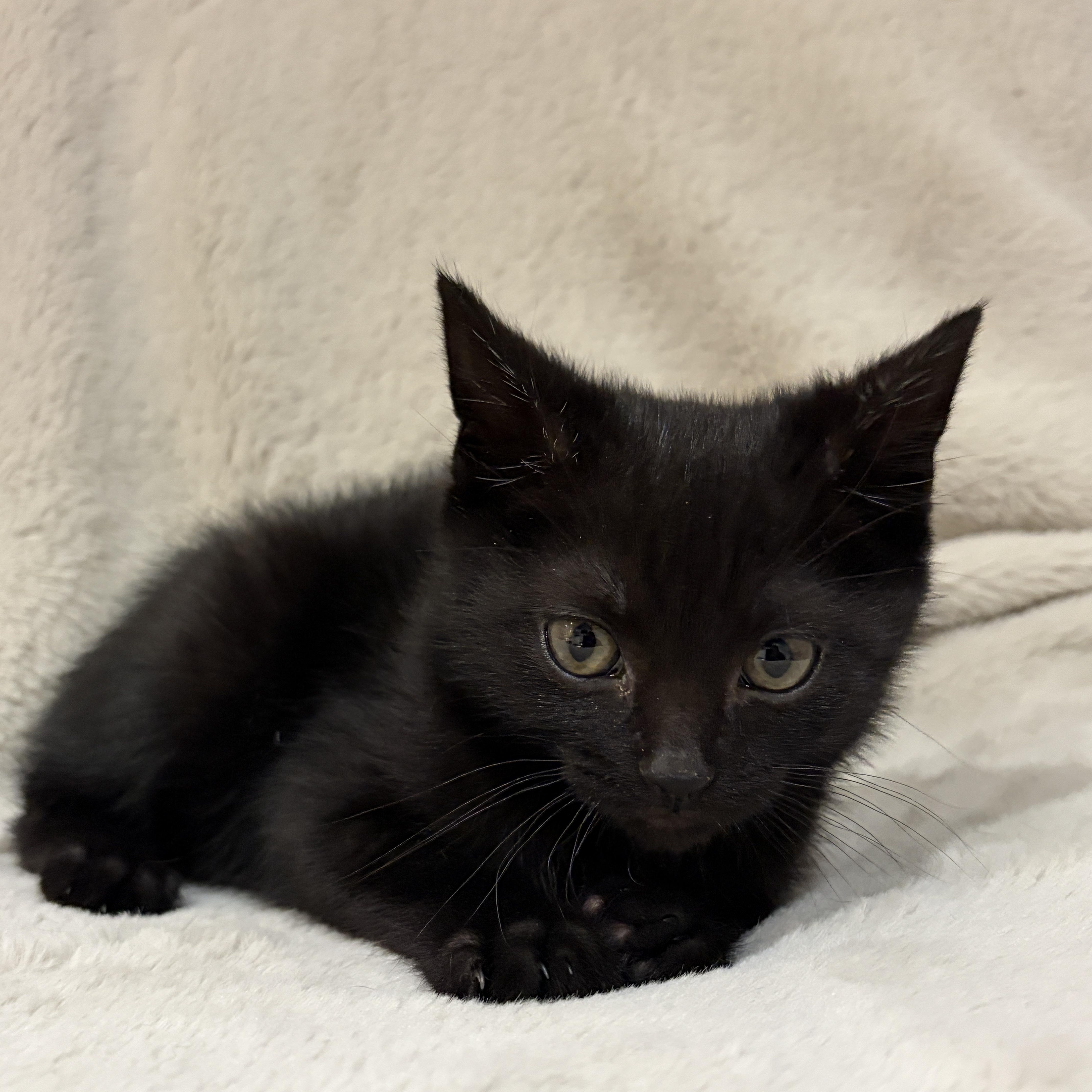 Enlarge Bean, a ADOPTABLE American Shorthair in Wadsworth, IL image 5/5