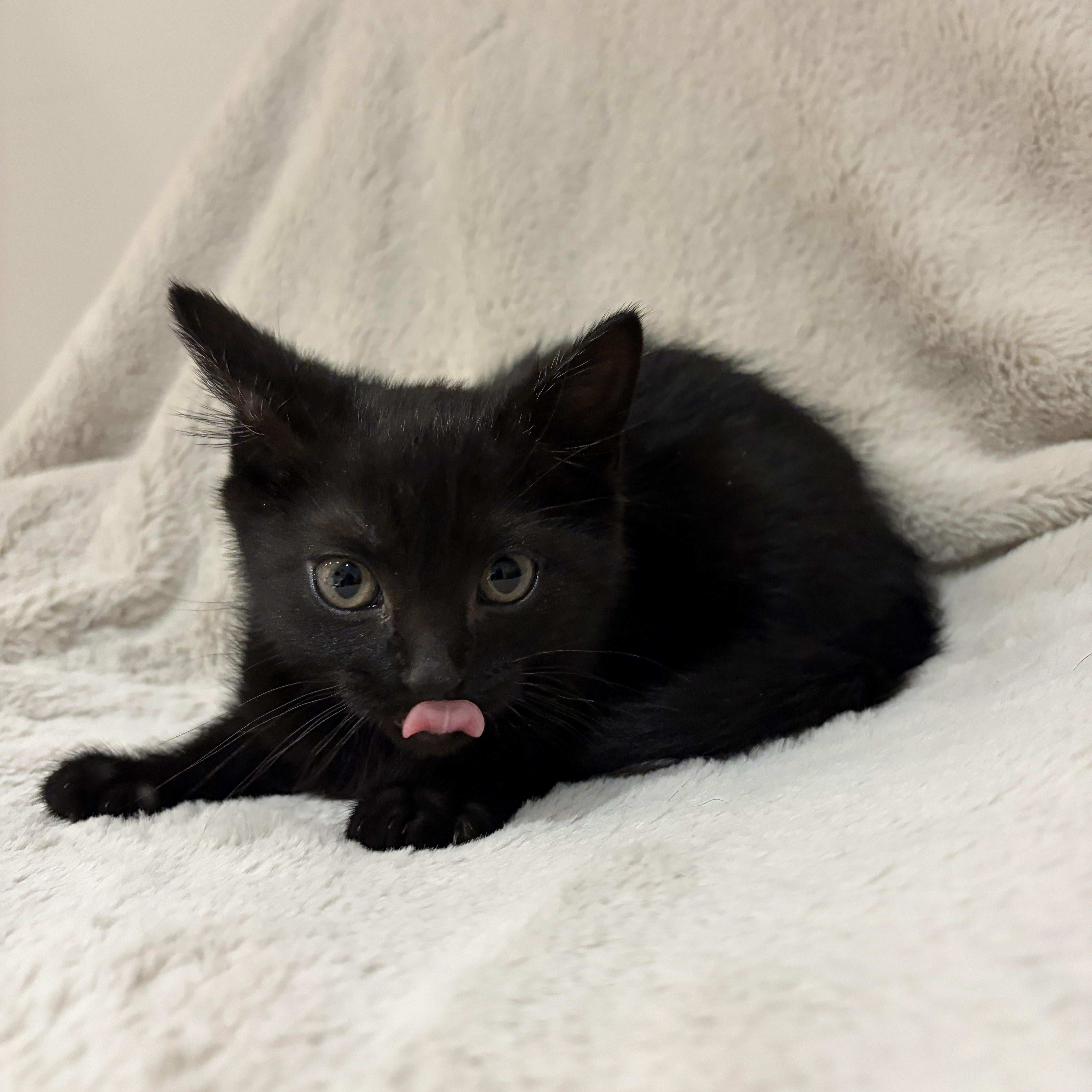 Enlarge Bean, a ADOPTABLE American Shorthair in Wadsworth, IL image 4/5