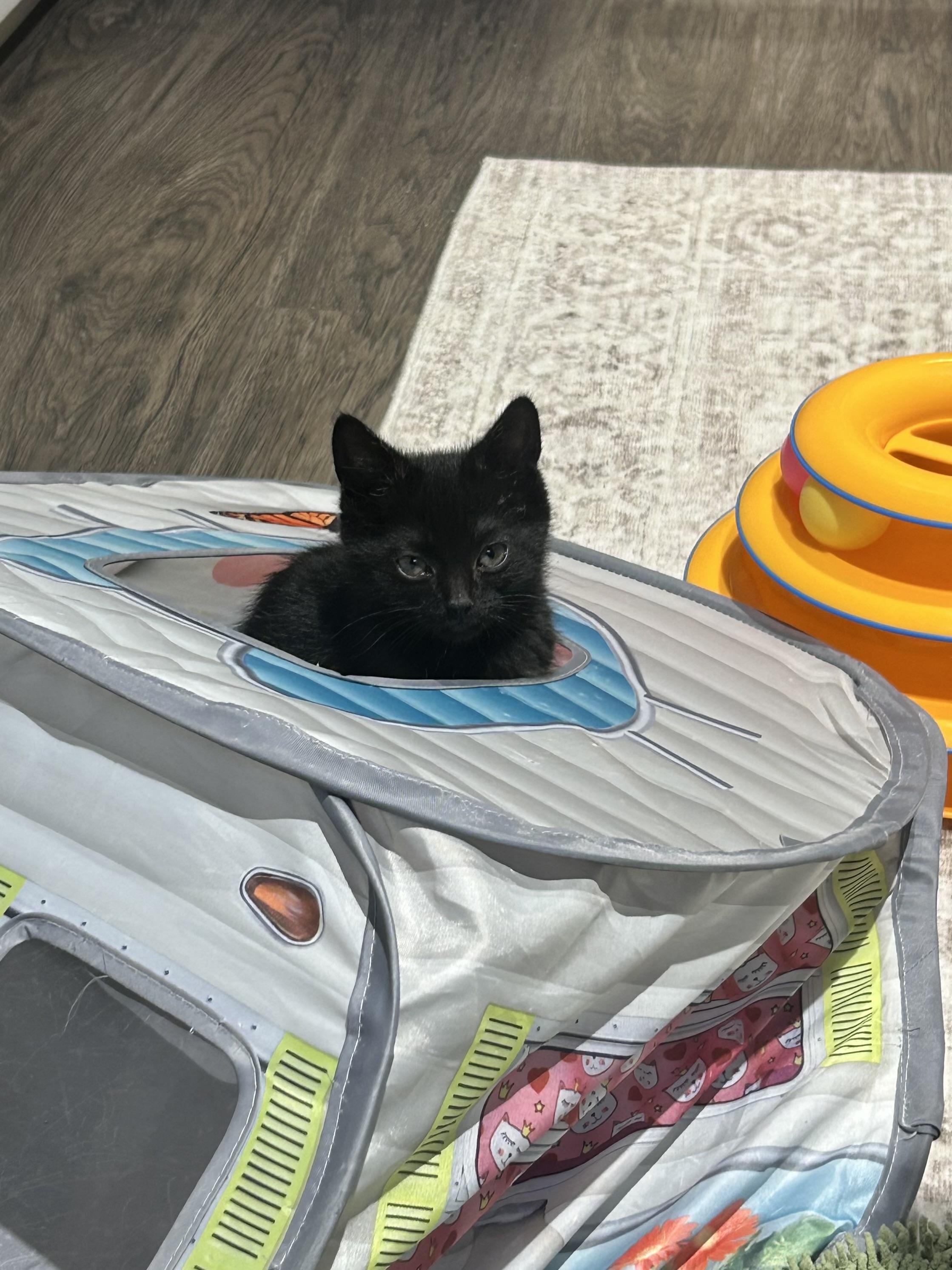 Enlarge Bean, a ADOPTABLE American Shorthair in Wadsworth, IL image 2/5