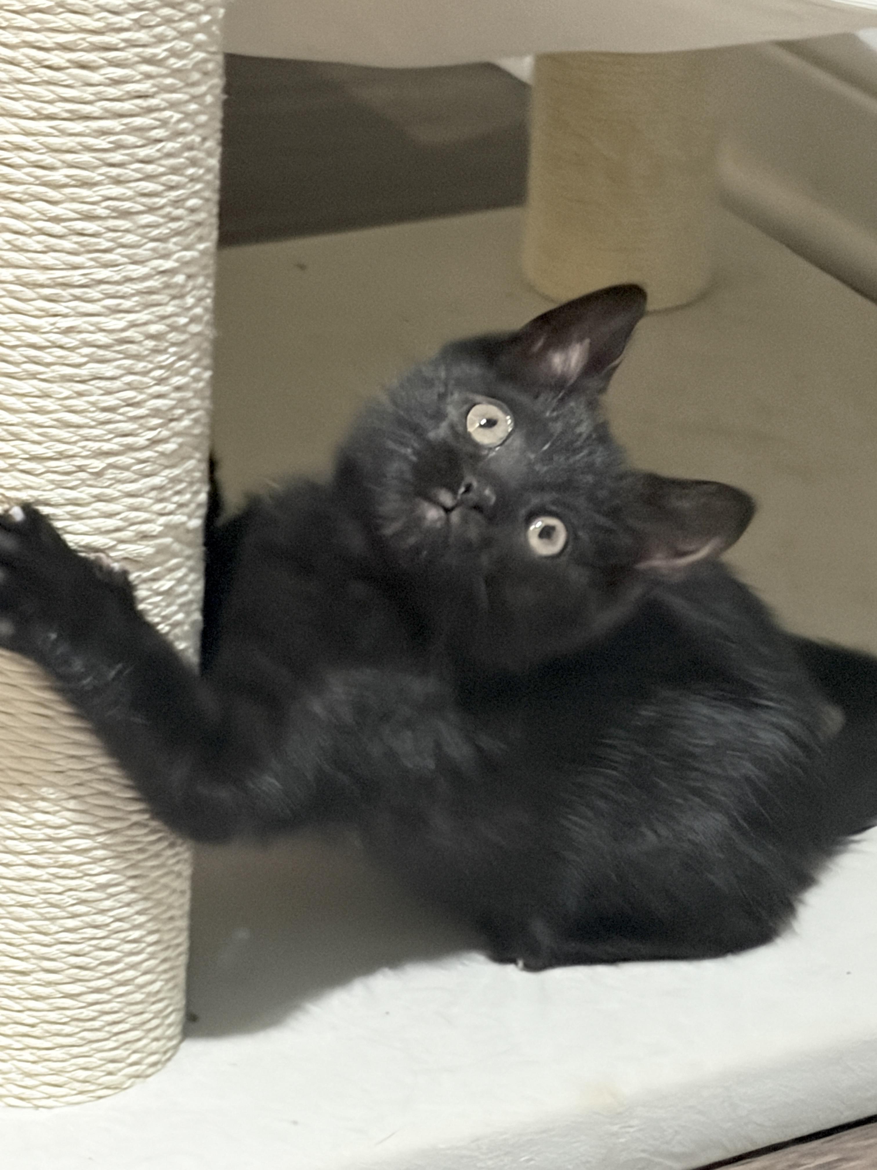 Bean, ADOPTABLE, Kitten Female American Shorthair.