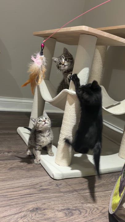 Enlarge Bean, a ADOPTABLE American Shorthair in Wadsworth, IL video 3/5