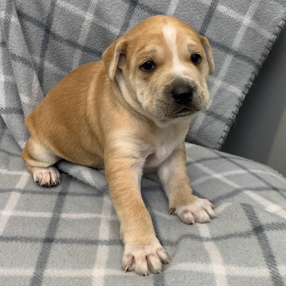 Wobbsy , ADOPTABLE, Puppy Male Staffordshire Bull Terrier.