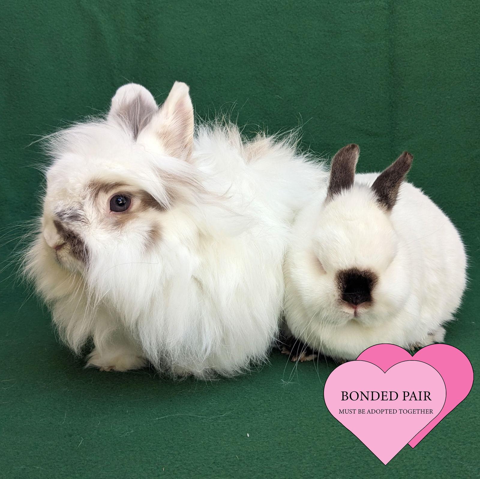 Enlarge Henry, a Adoptable Netherland Dwarf in Antioch, CA image 1/2