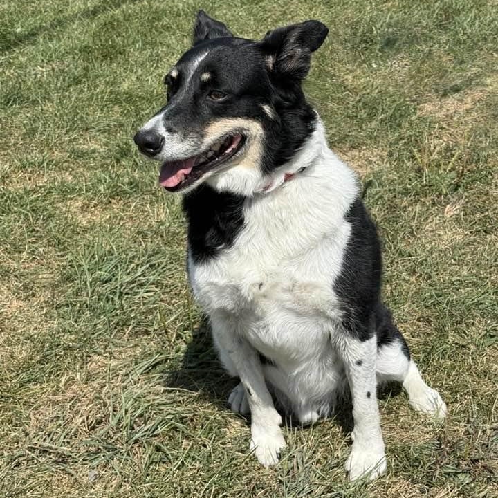 Dakota