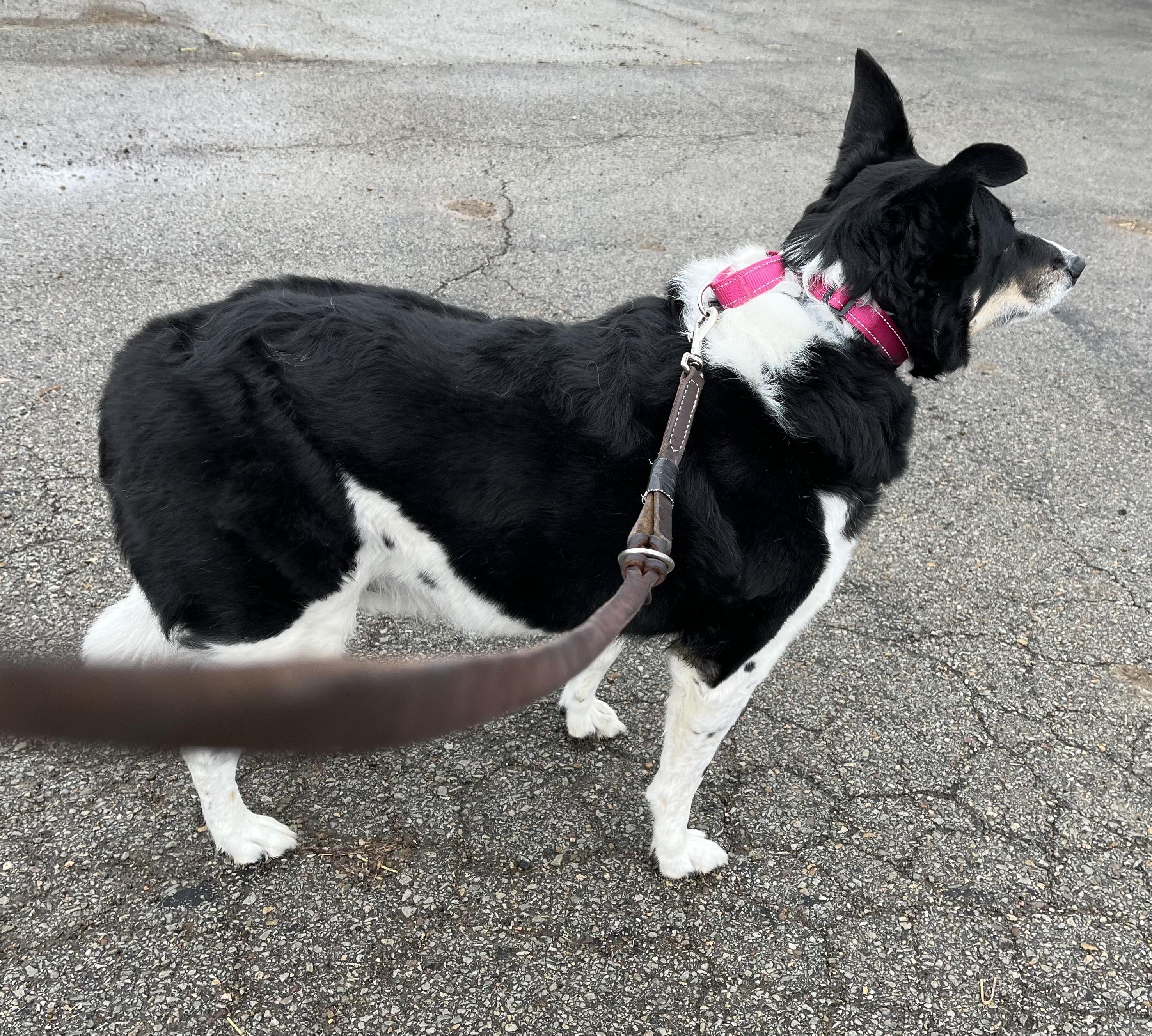 Dakota