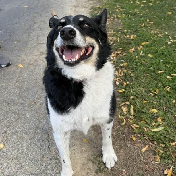 Dakota