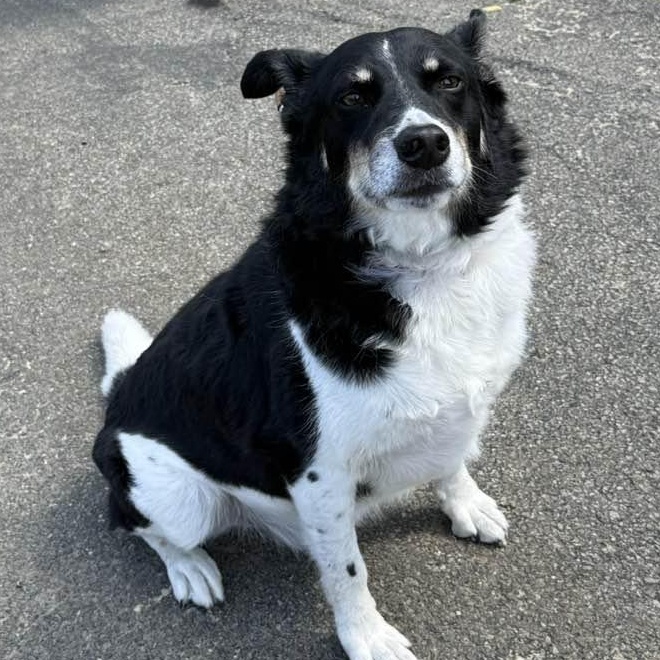 Dakota