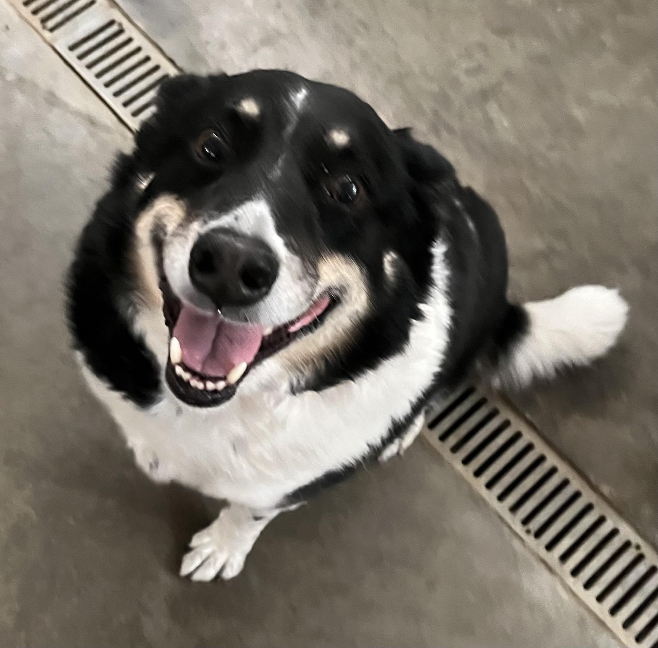 Dakota