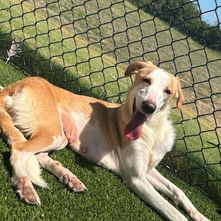 Lucy, a Adoptable mixed breed in Sachse, TX image 1/3