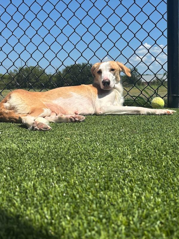 Lucy, a Adoptable mixed breed in Sachse, TX image 2/3
