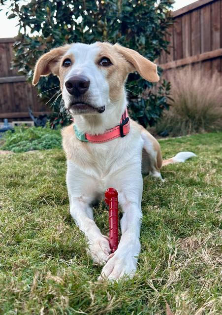 Enlarge Lucy, a Adoptable mixed breed in Sachse, TX image 1/3