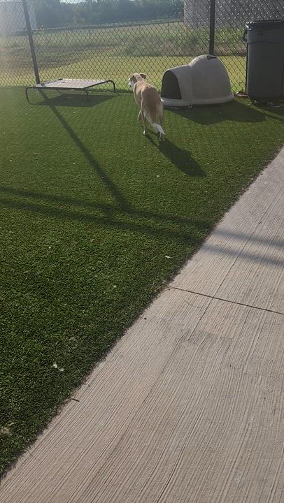 Enlarge Lucy, a Adoptable mixed breed in Sachse, TX video 3/3