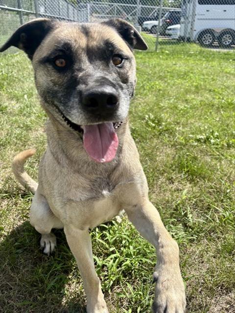 DONNER, Adoptable, Adult Male Anatolian Shepherd & Mixed Breed.