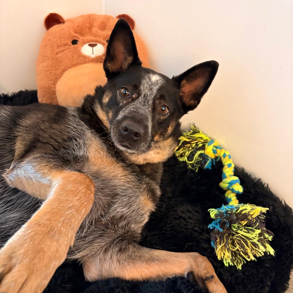 Dawson, Adoptable, Adult Male Australian Cattle Dog / Blue Heeler.
