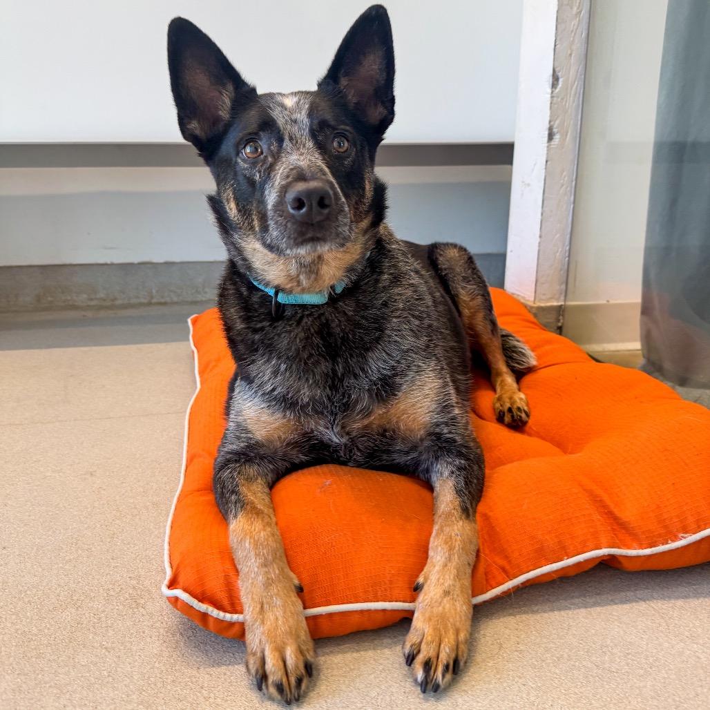 Enlarge Dawson, a Adoptable Australian Cattle Dog / Blue Heeler in Bentonville, AR image 2/6