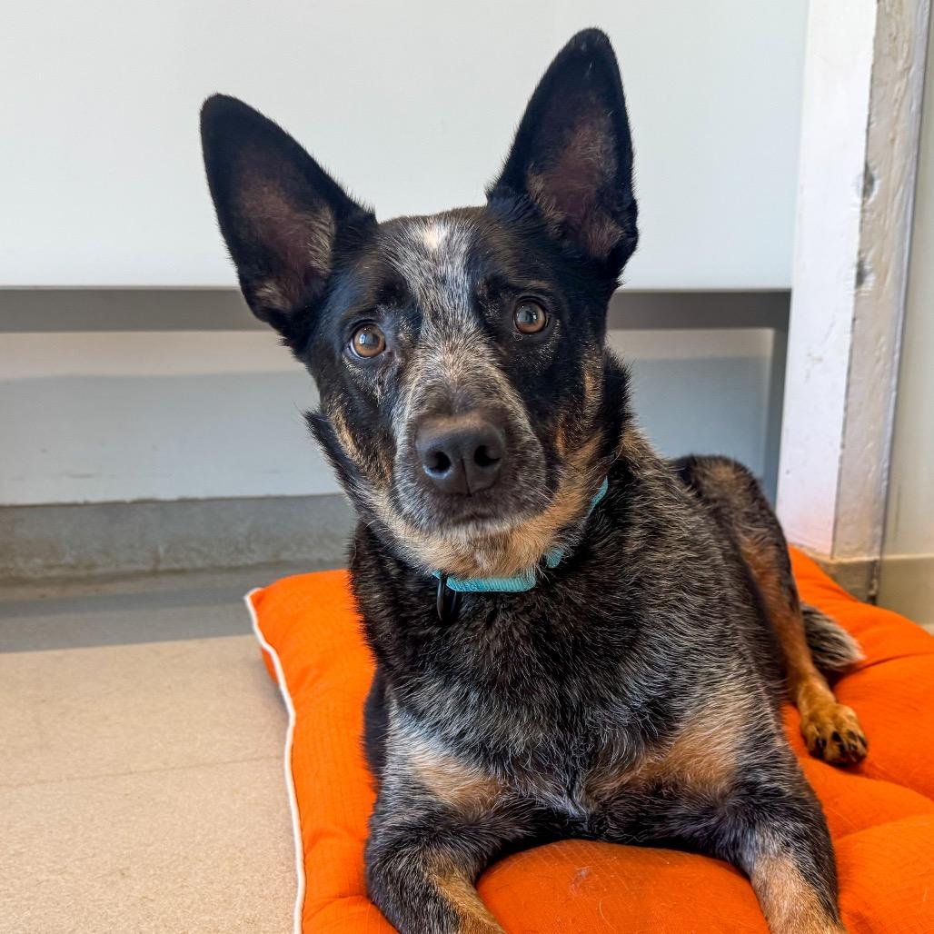 Enlarge Dawson, a Adoptable Australian Cattle Dog / Blue Heeler in Bentonville, AR image 3/6
