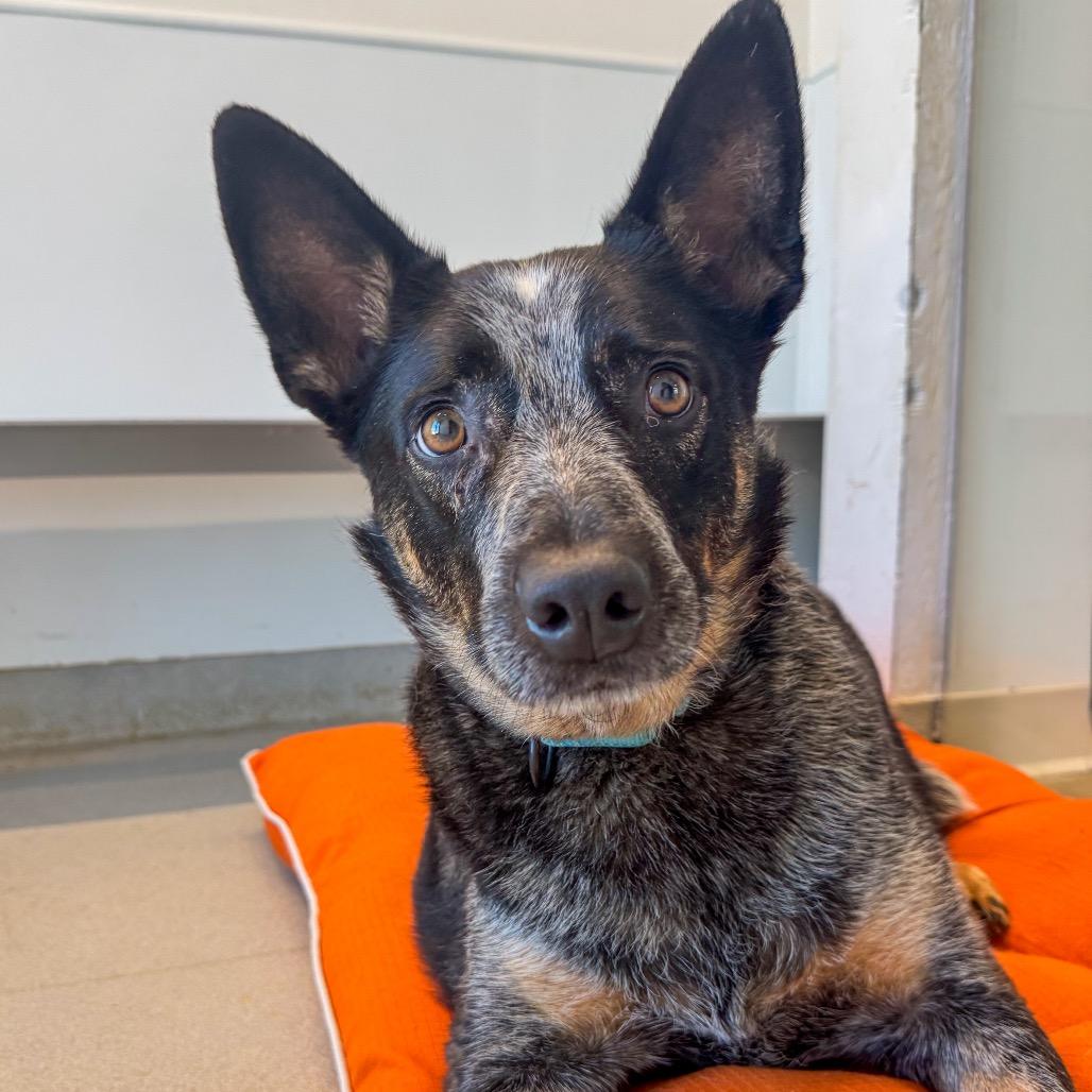 Enlarge Dawson, a Adoptable Australian Cattle Dog / Blue Heeler in Bentonville, AR image 4/6