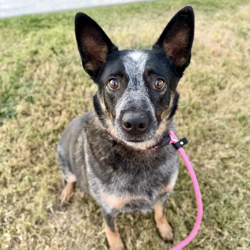 Enlarge Dawson, a Adoptable Australian Cattle Dog / Blue Heeler in Bentonville, AR image 5/6