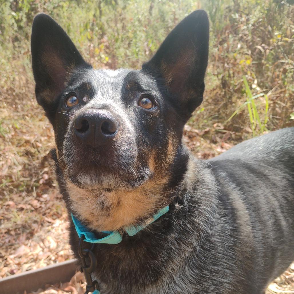 Enlarge Dawson, a Adoptable Australian Cattle Dog / Blue Heeler in Bentonville, AR image 6/6