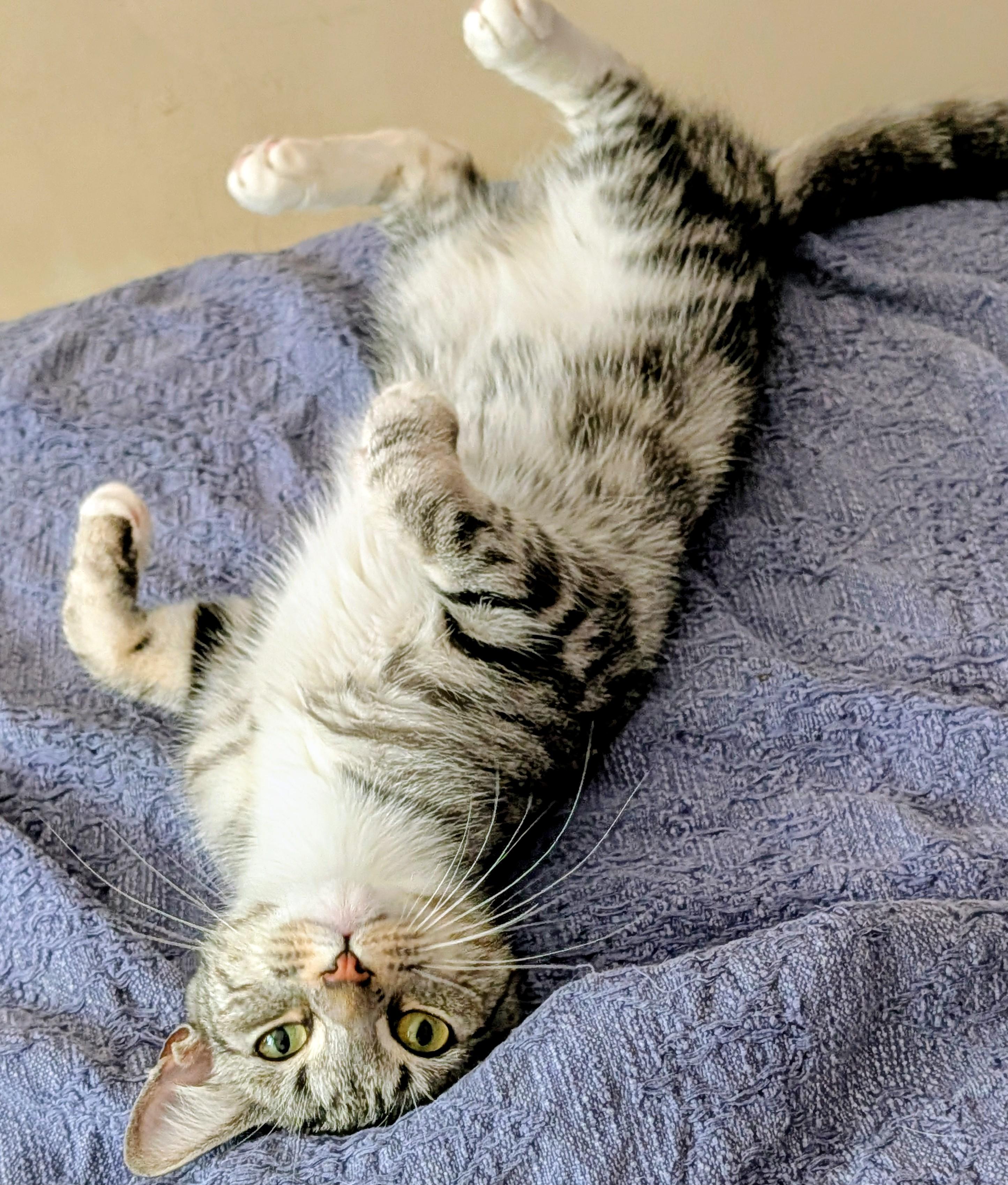 Enlarge Luna, a Adopted Domestic Short Hair in Kenhorst, PA image 4/6