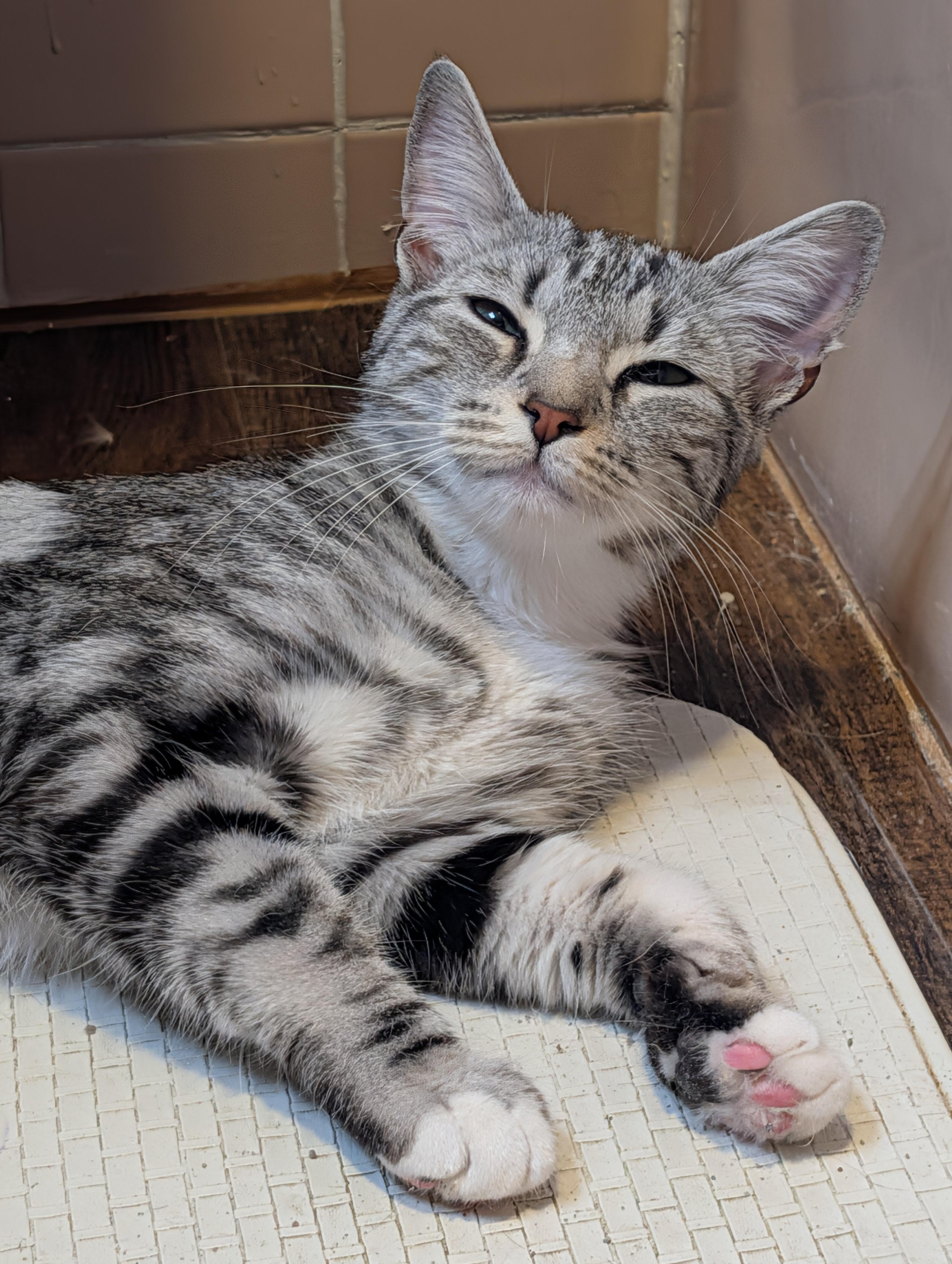 Enlarge Luna, a Adopted Domestic Short Hair in Kenhorst, PA image 2/6