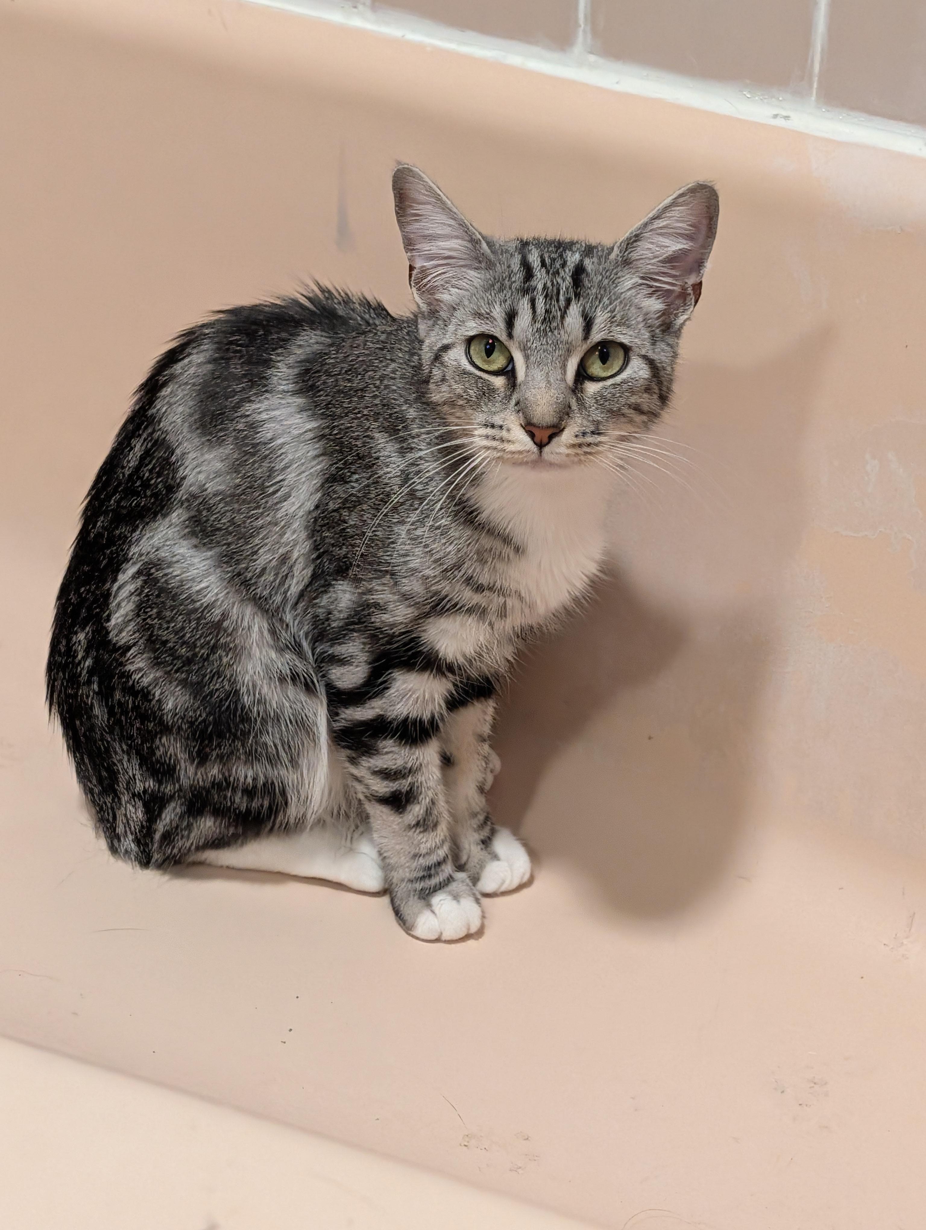 Enlarge Luna, a Adopted Domestic Short Hair in Kenhorst, PA image 5/6
