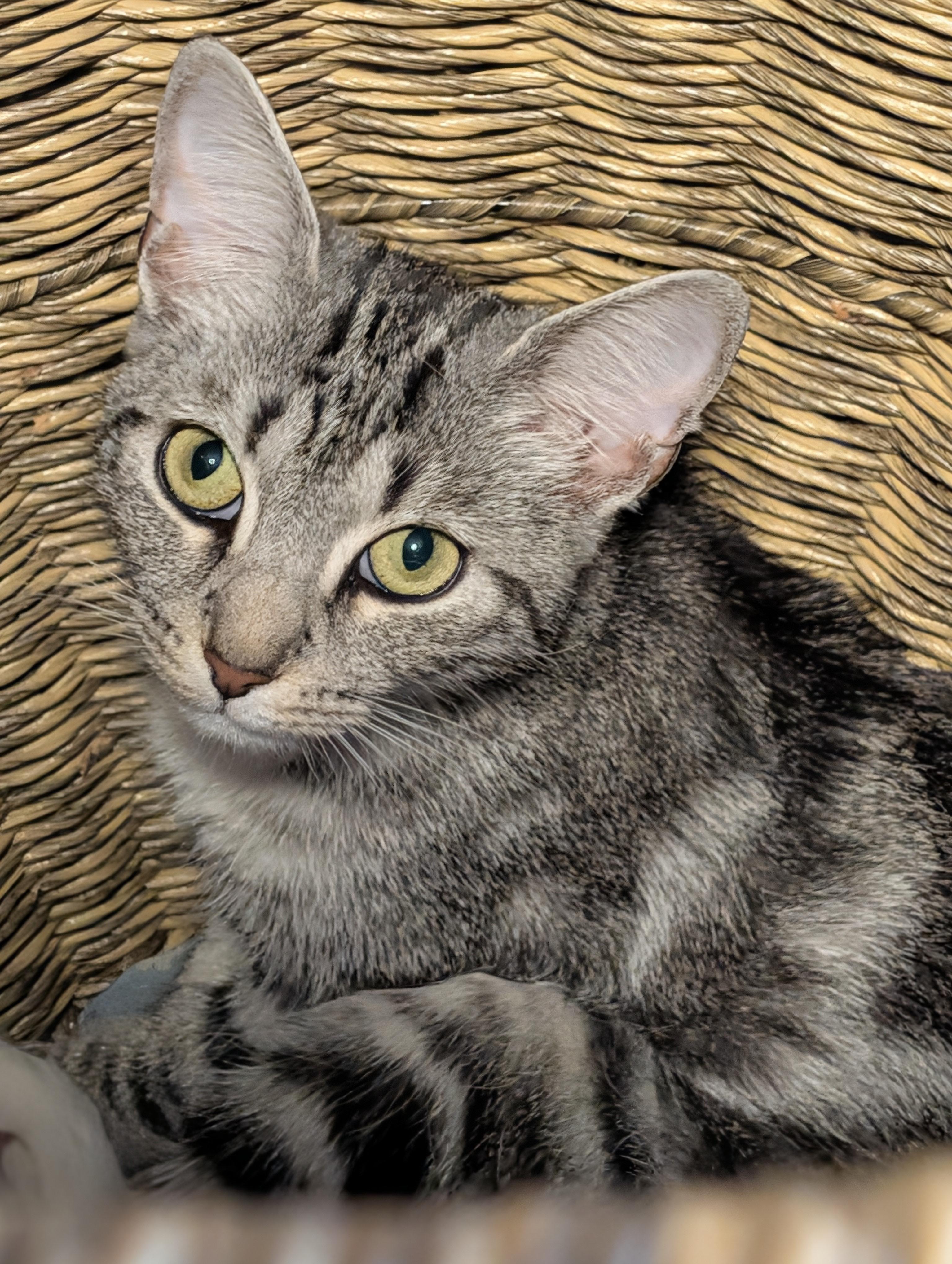 Enlarge Luna, a Adopted Domestic Short Hair in Kenhorst, PA image 1/6