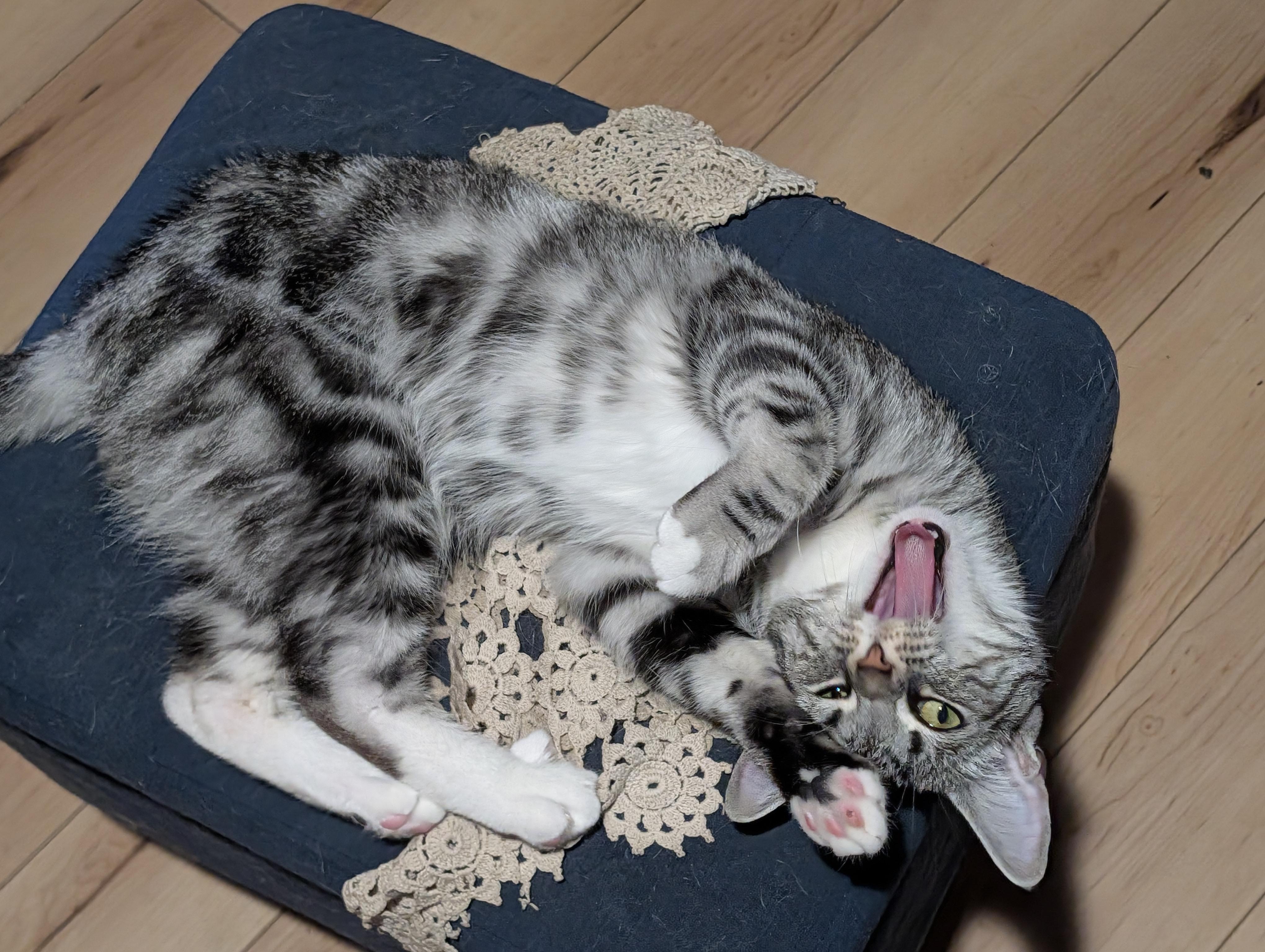 Enlarge Luna, a Adopted Domestic Short Hair in Kenhorst, PA image 3/6