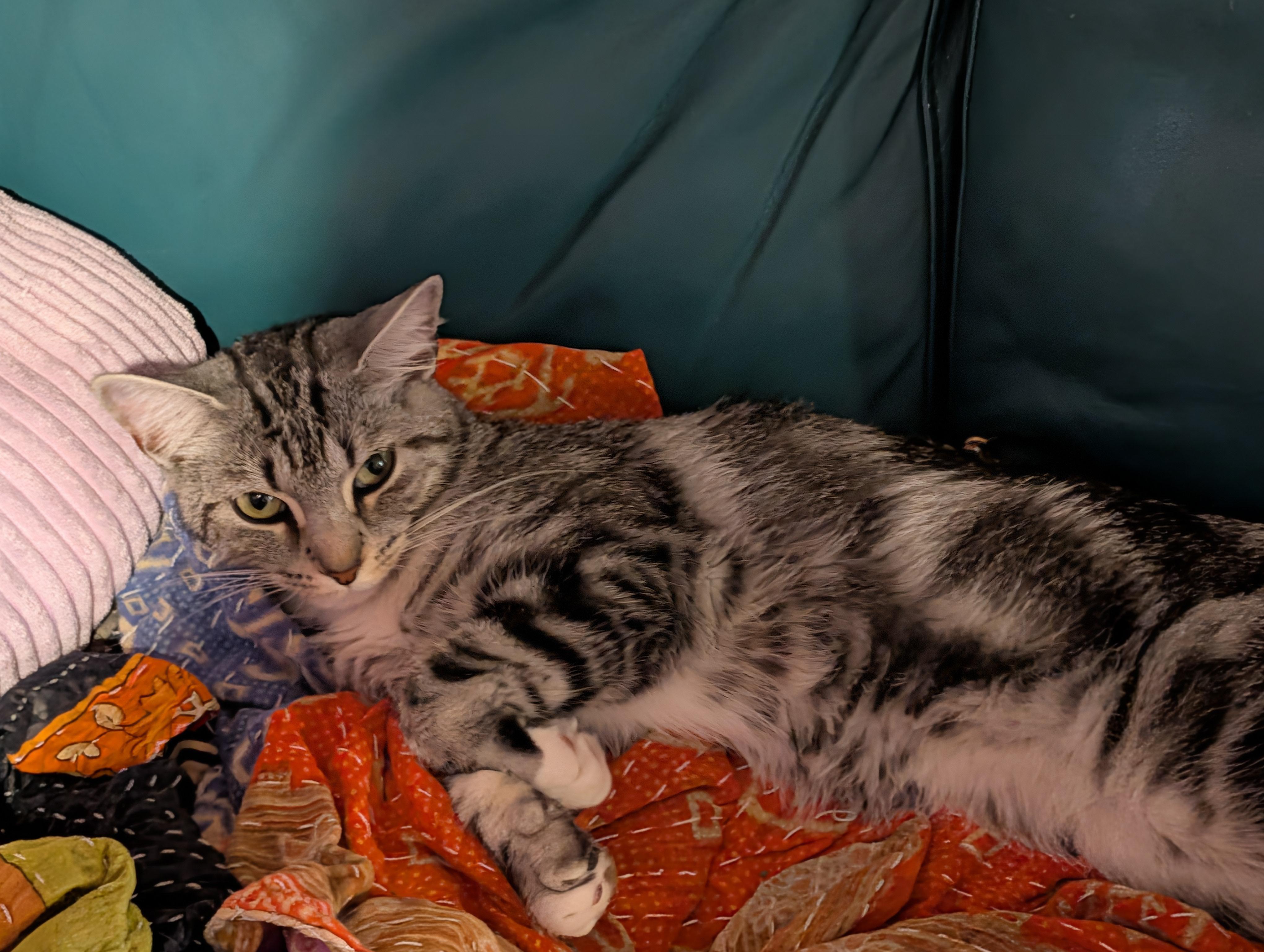 Enlarge Luna, a Adopted Domestic Short Hair in Kenhorst, PA image 6/6