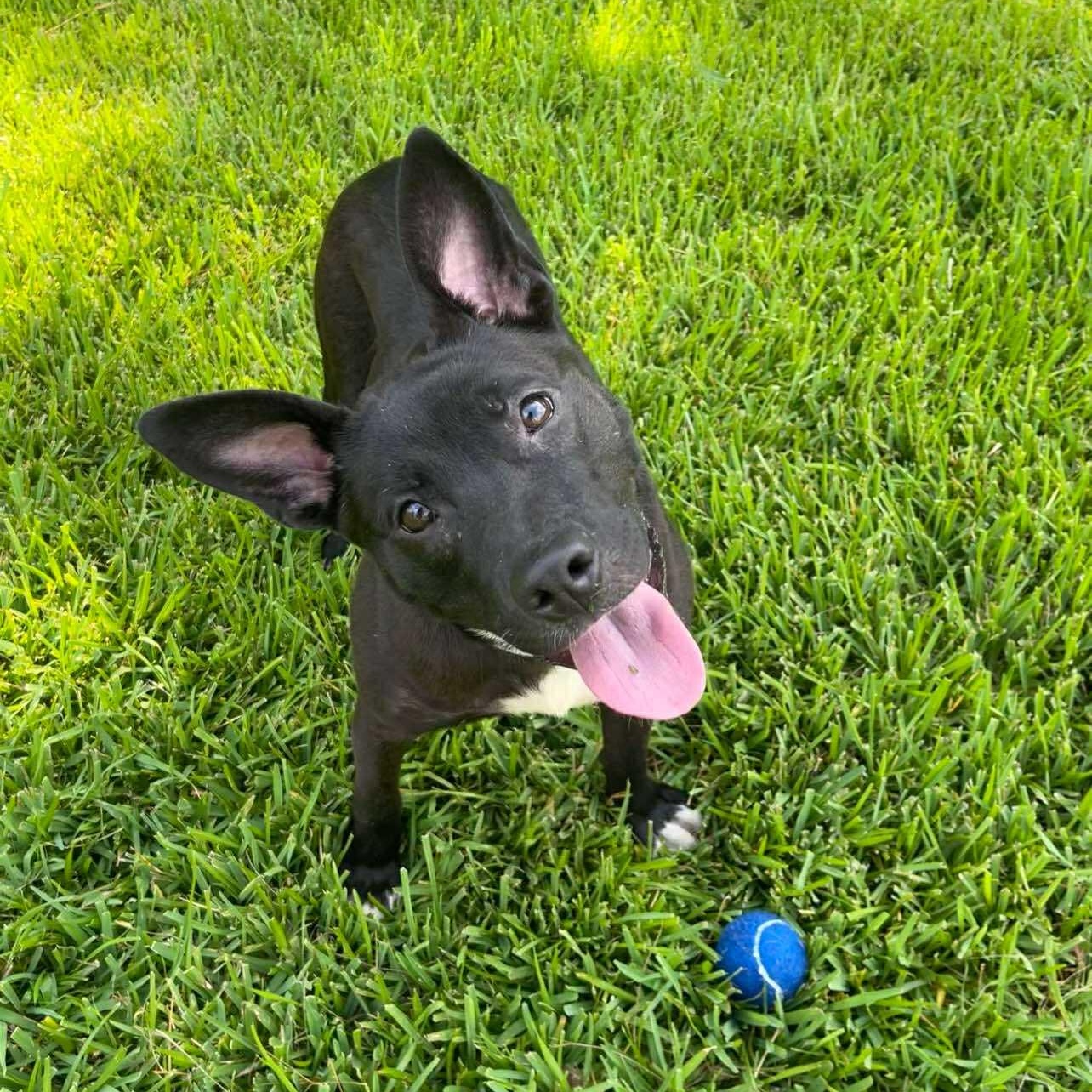 Small Dogs for Adoption Wenatchee: Find Your Furry Friend