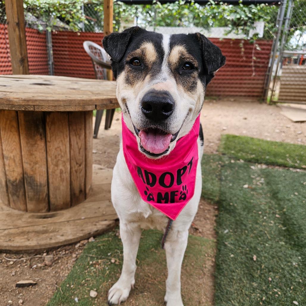 Enlarge Regina George, a Adoptable mixed breed in Austin, TX image 2/6