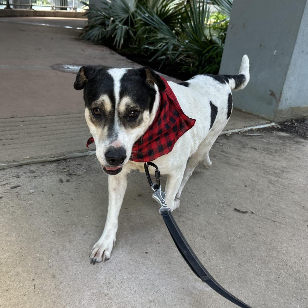Enlarge Regina George, a Adoptable mixed breed in Austin, TX image 3/6