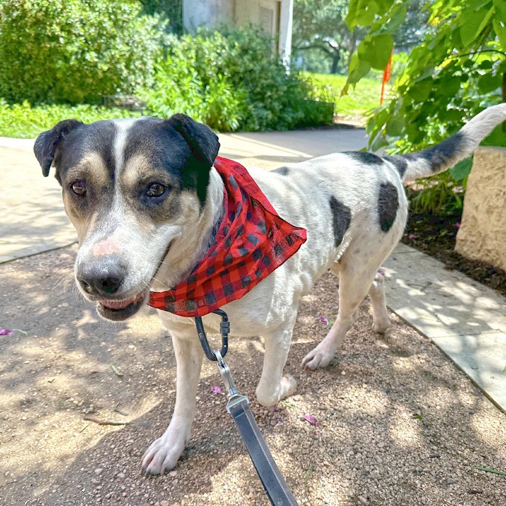 Enlarge Regina George, a Adoptable mixed breed in Austin, TX image 4/6