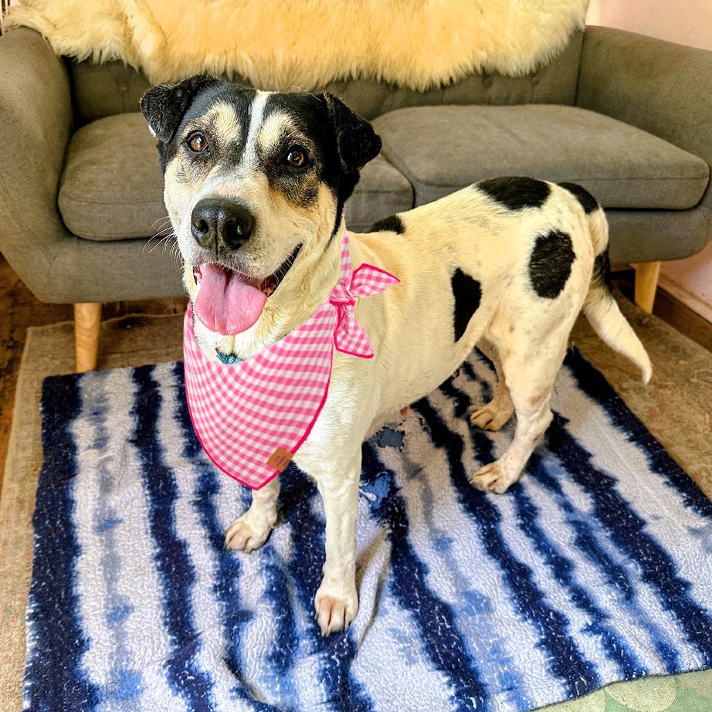 Enlarge Regina George, a Adoptable mixed breed in Austin, TX image 5/6