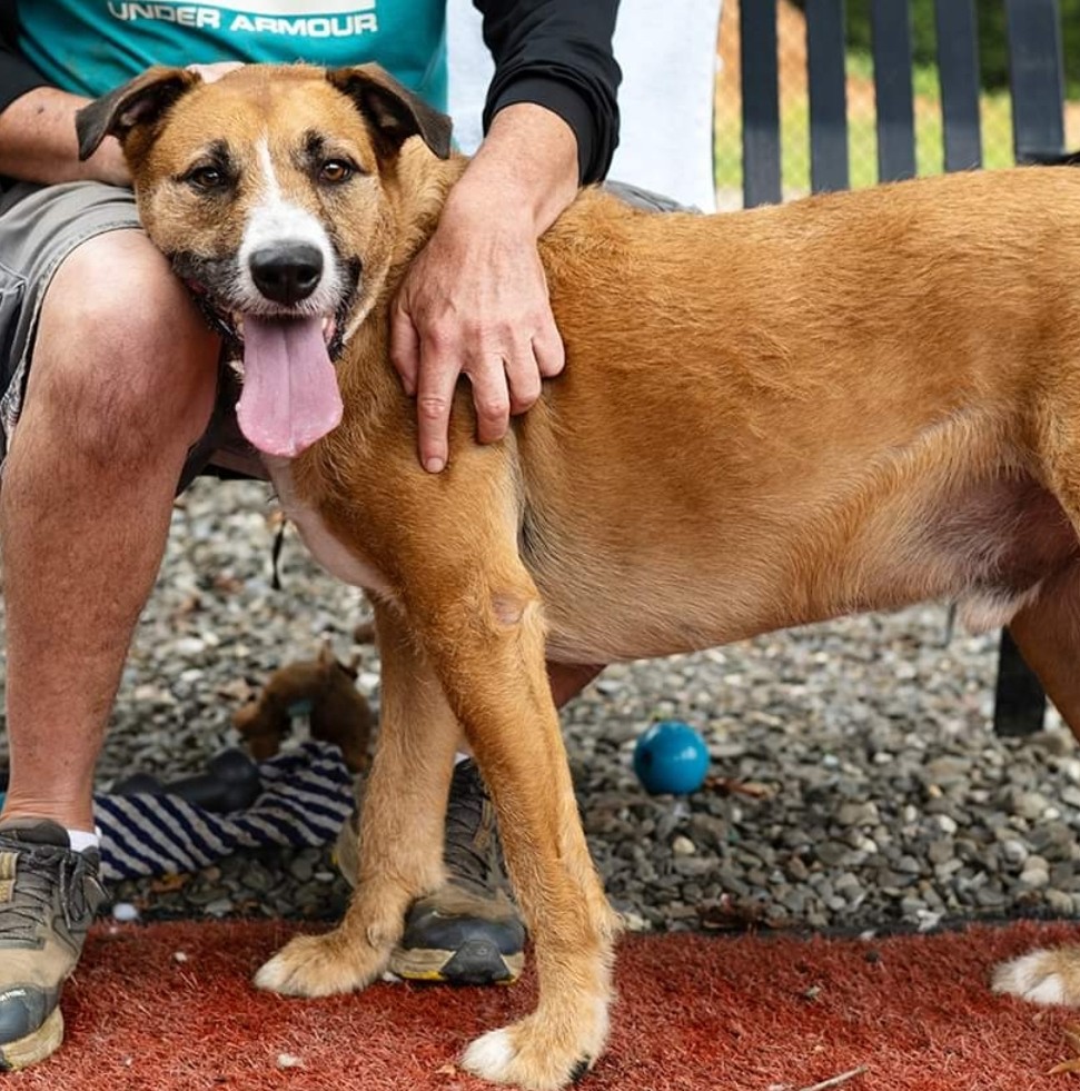 Dog for adoption Archie, an Irish Wolfhound Mix in Old Bridge, NJ