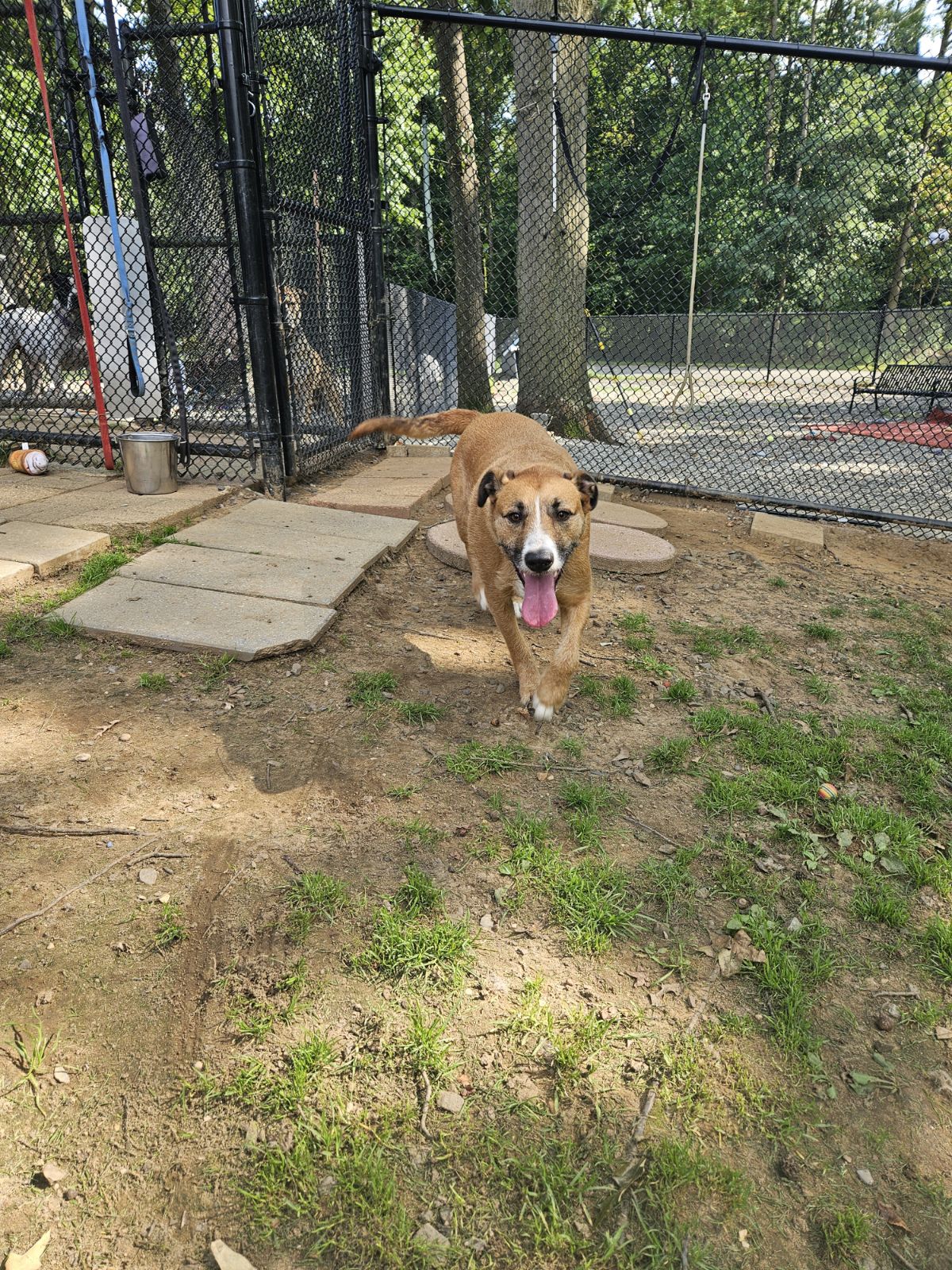 Dog for adoption Archie, an Irish Wolfhound Mix in Old Bridge, NJ
