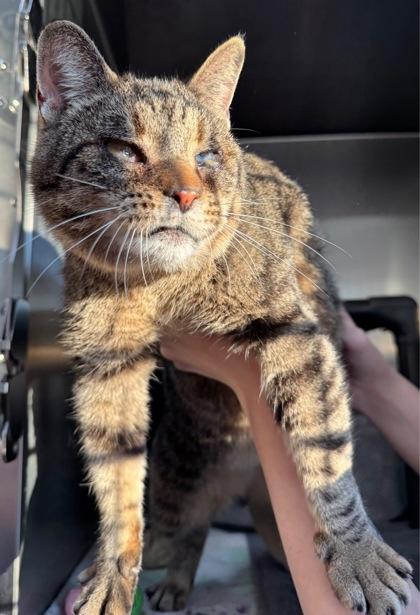 Enlarge Bartleby, a Adoptable mixed breed in Willmar, MN image 1/2