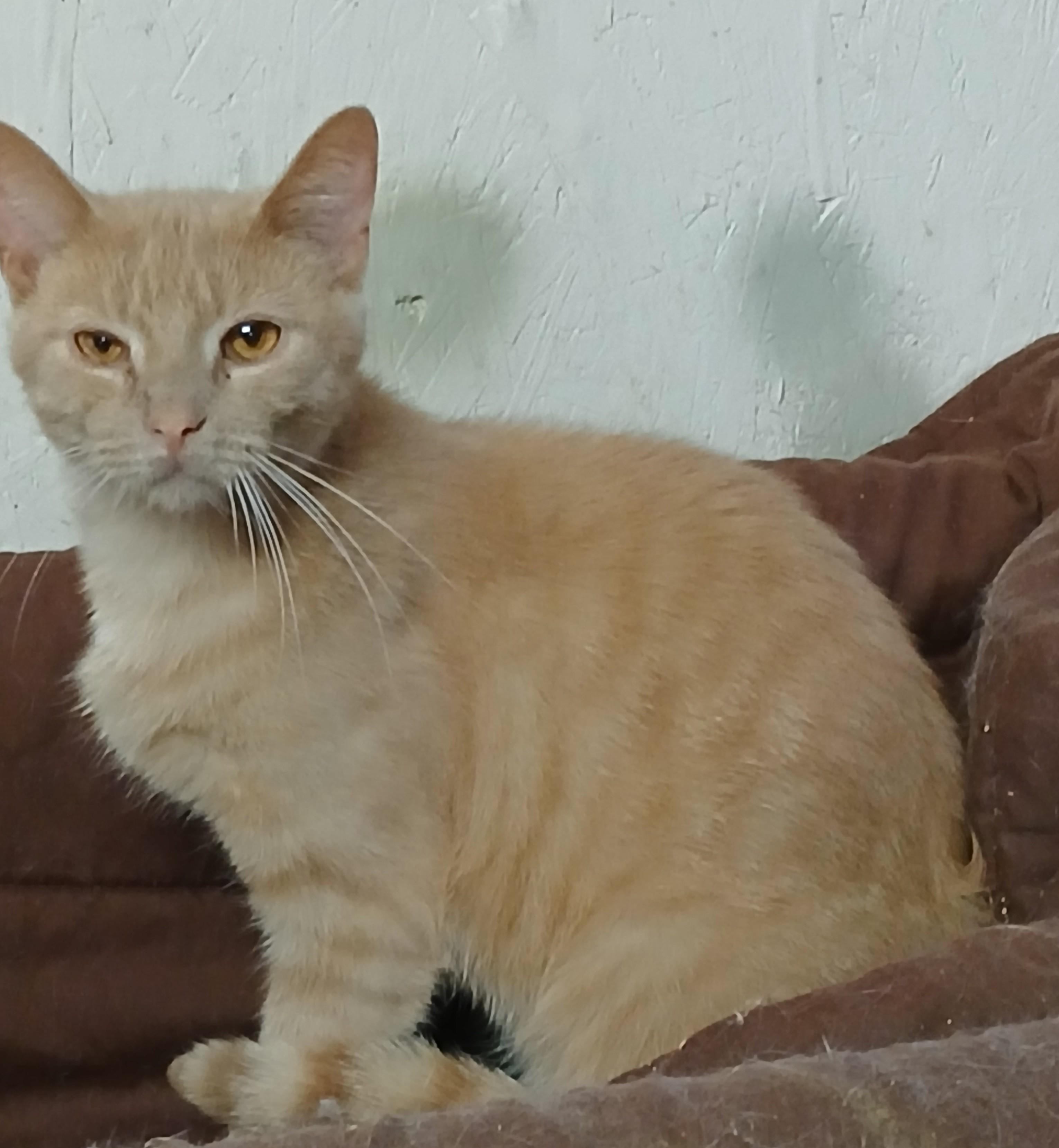 Deckerville Dexter, an adoptable Domestic Short Hair in Eaton Rapids, MI image 1/6