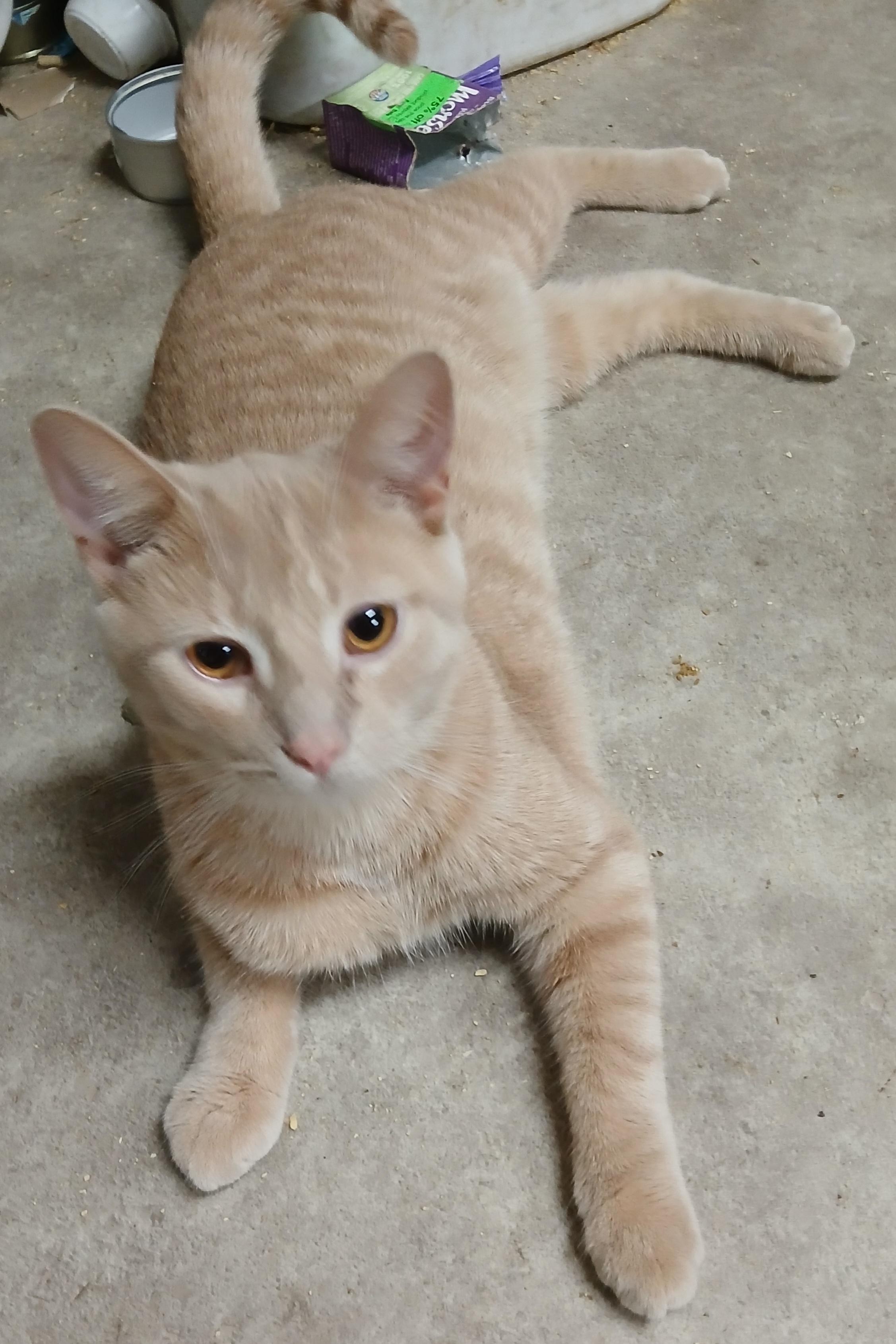 Deckerville Dexter, an adoptable Domestic Short Hair in Eaton Rapids, MI image 2/6
