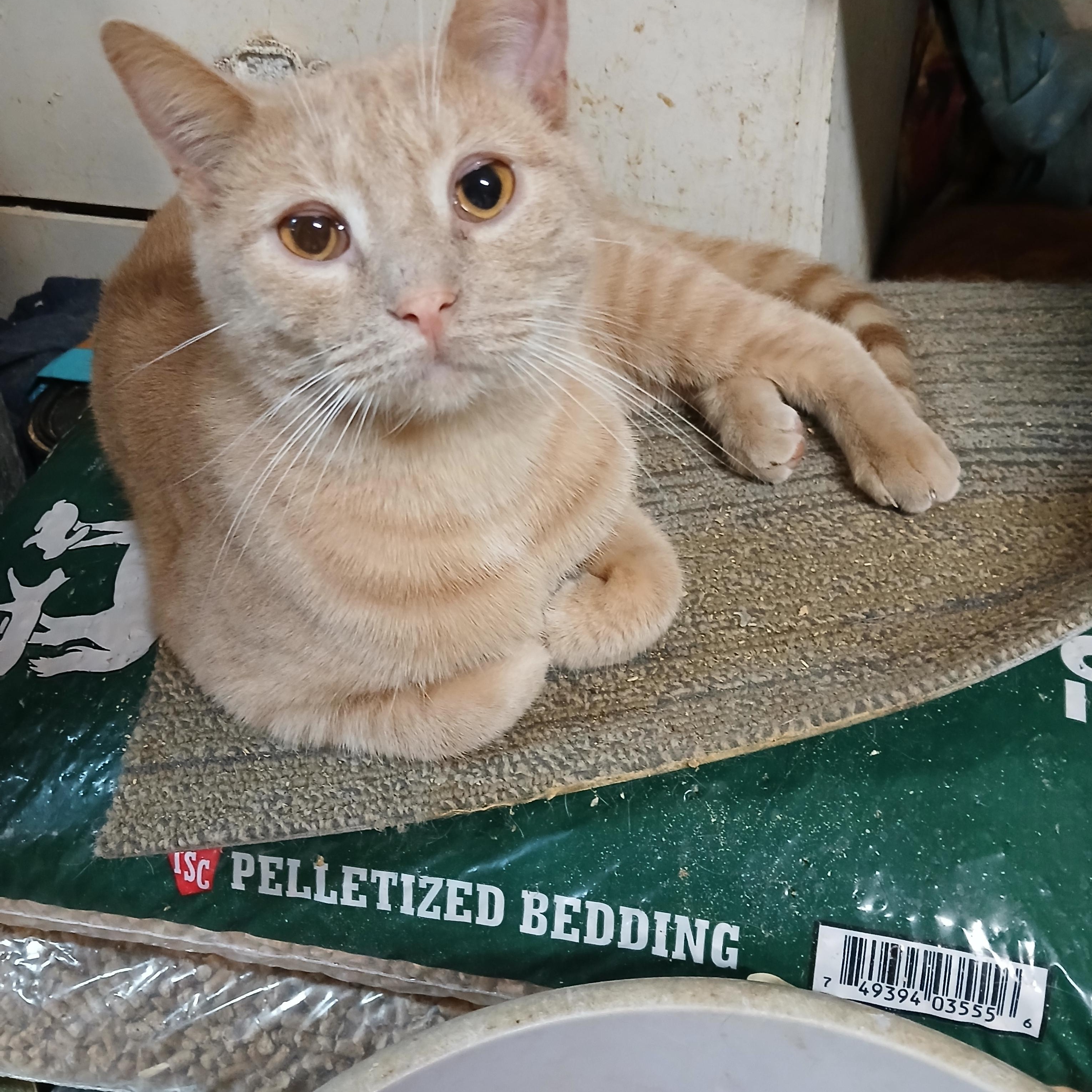 Deckerville Dexter, an adoptable Domestic Short Hair in Eaton Rapids, MI image 5/6