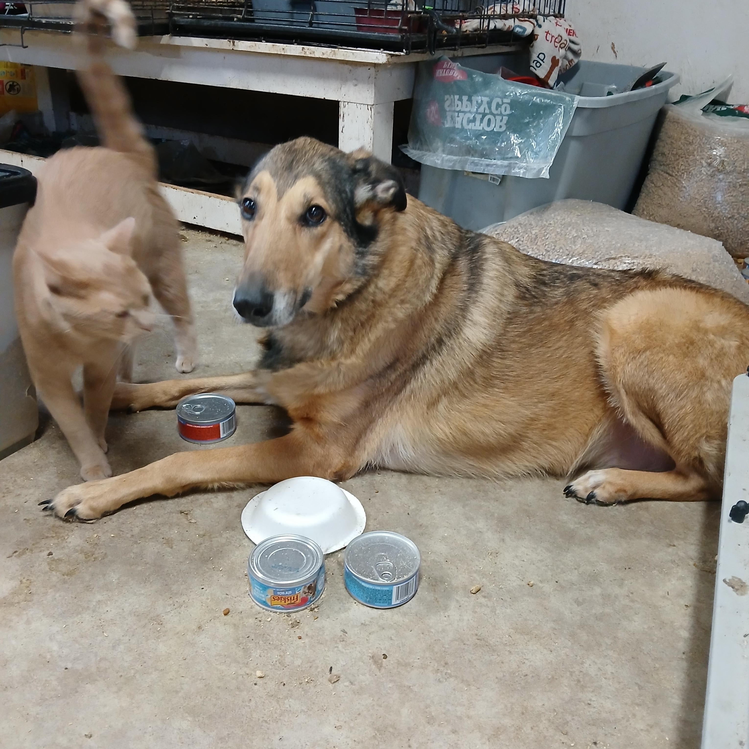 Deckerville Dexter, an adoptable Domestic Short Hair in Eaton Rapids, MI image 4/6