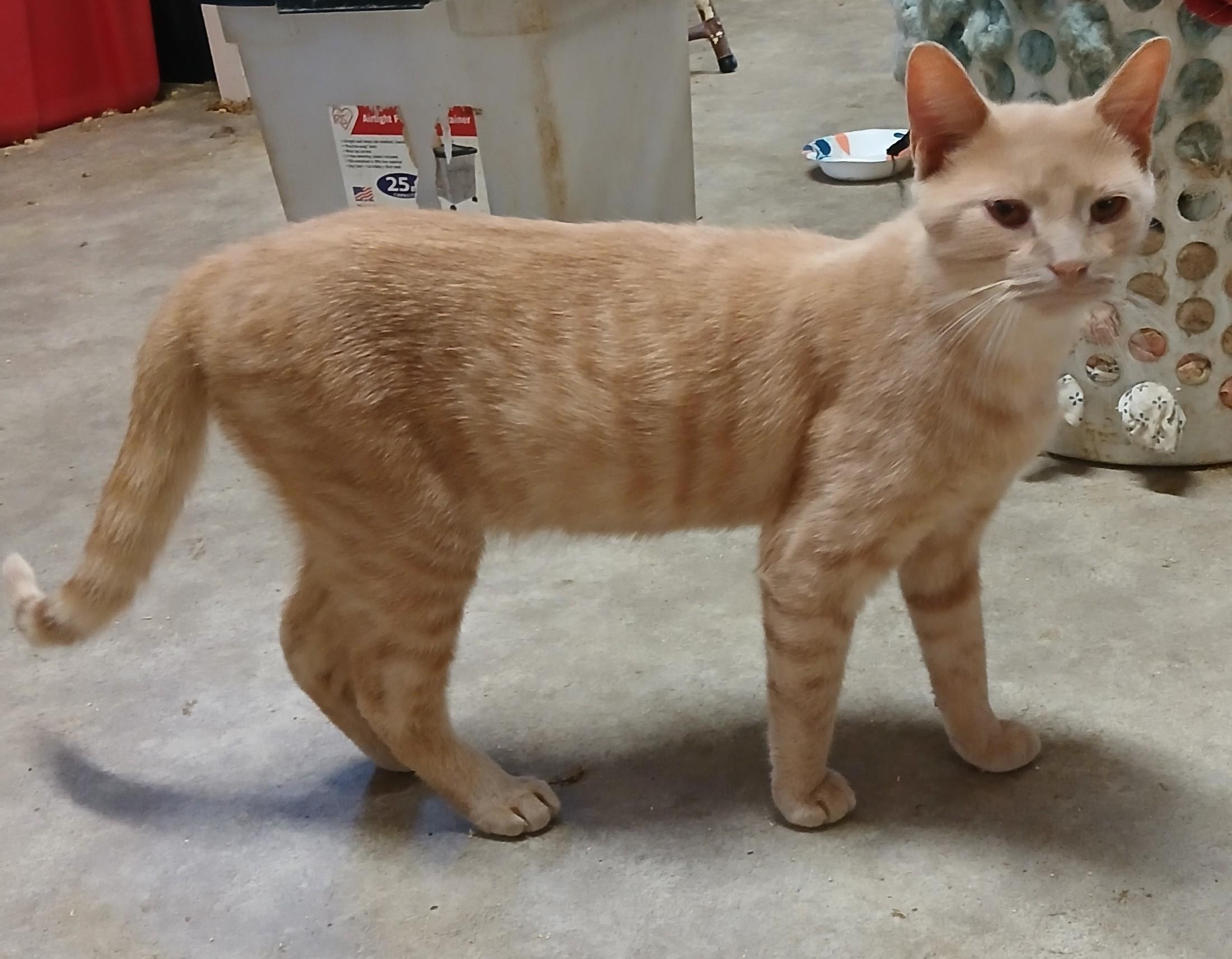 Deckerville Dexter, an adoptable Domestic Short Hair in Eaton Rapids, MI image 3/6