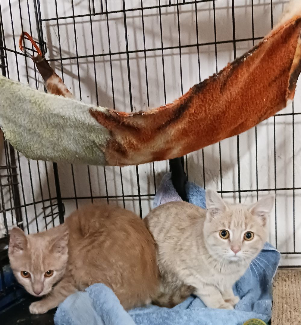 Deckerville Dexter, an adoptable Domestic Short Hair in Eaton Rapids, MI image 6/6