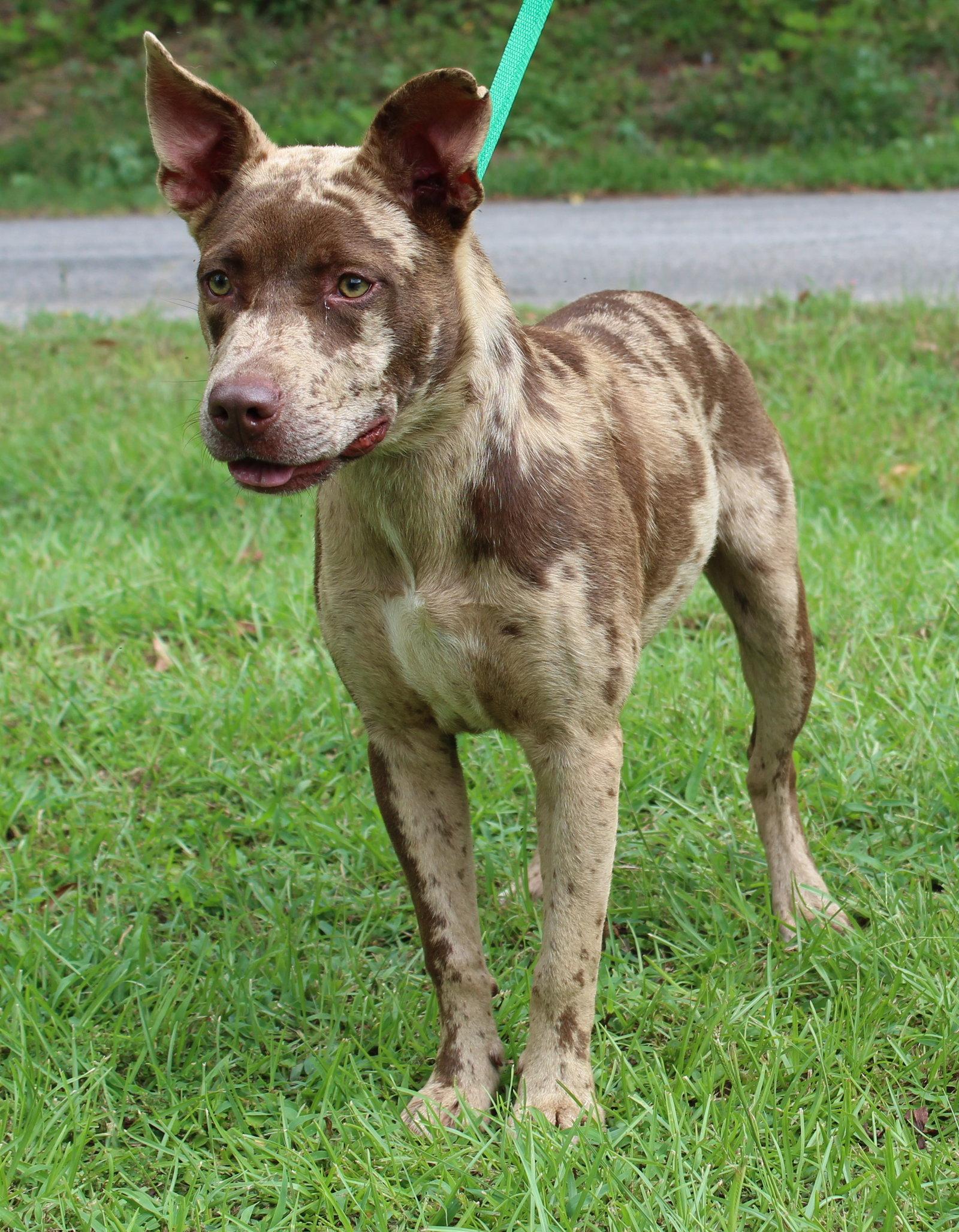 Prince 43933, Adoptable, Young Male Catahoula Leopard Dog.