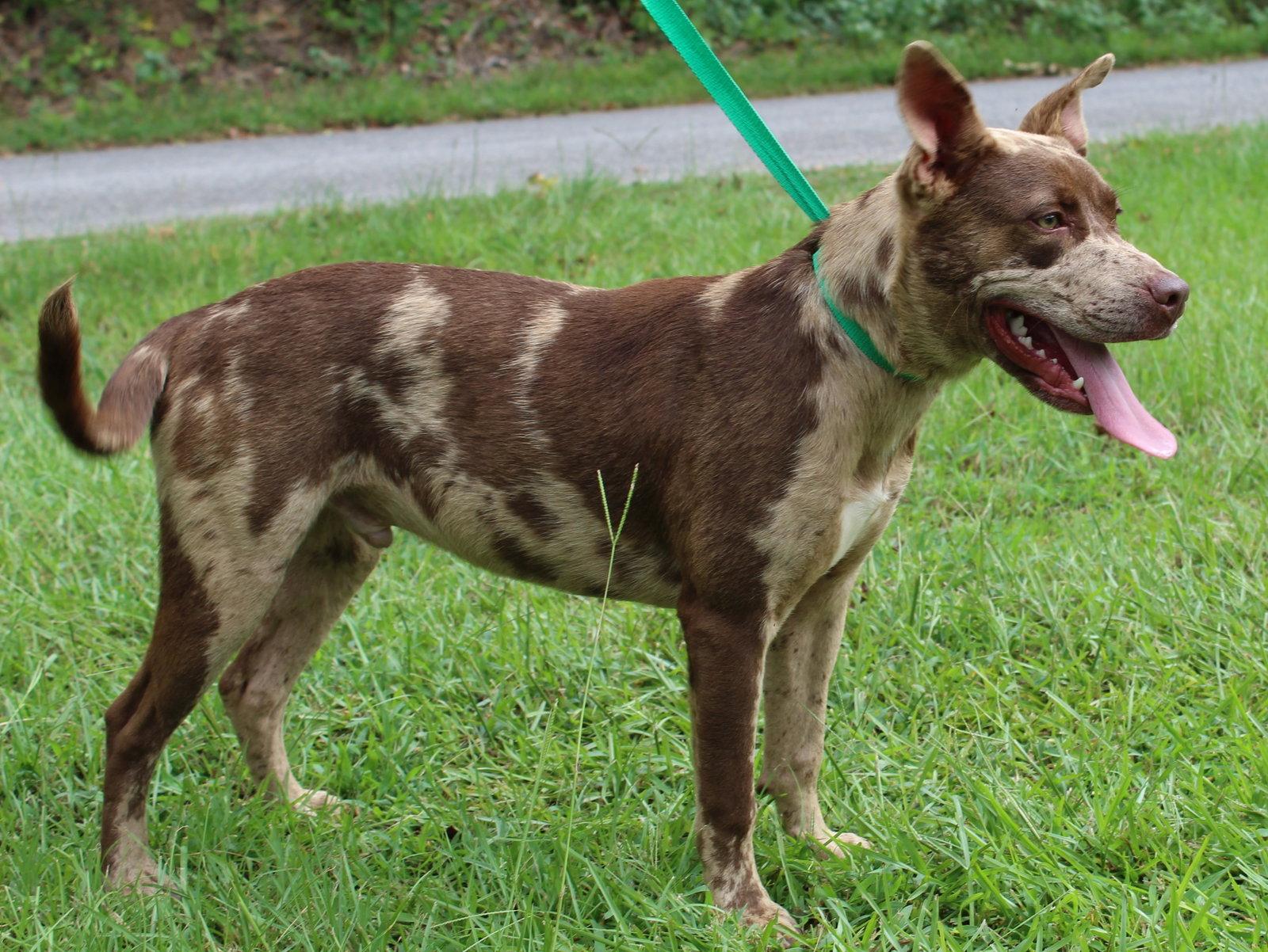 Enlarge Prince 43933, a Adoptable Catahoula Leopard Dog in Prattville, AL image 2/3
